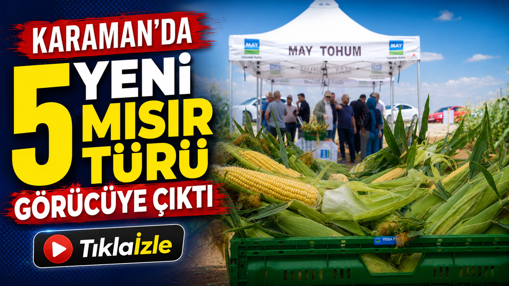  Karaman'da 5 yeni mısır türü görücüye çıktı